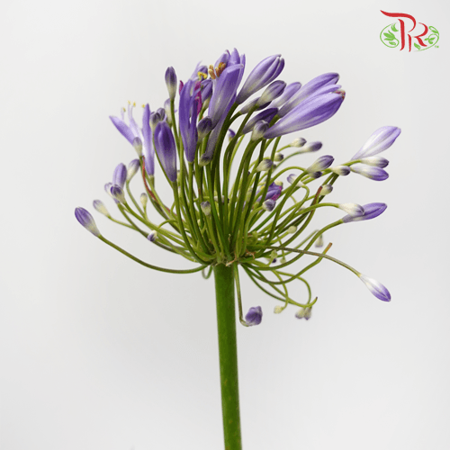 Agapanthus