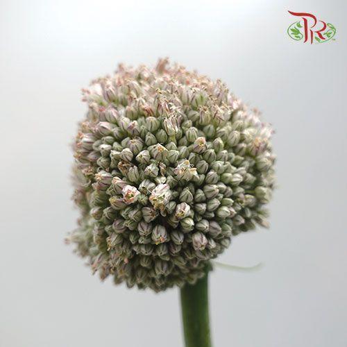 Allium
