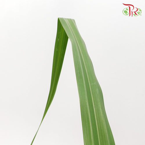 Pandan Leaf - Pandanus -