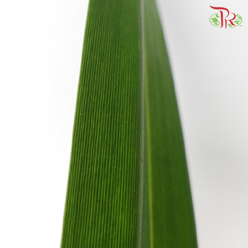 Pandan Leaf - Pandanus -