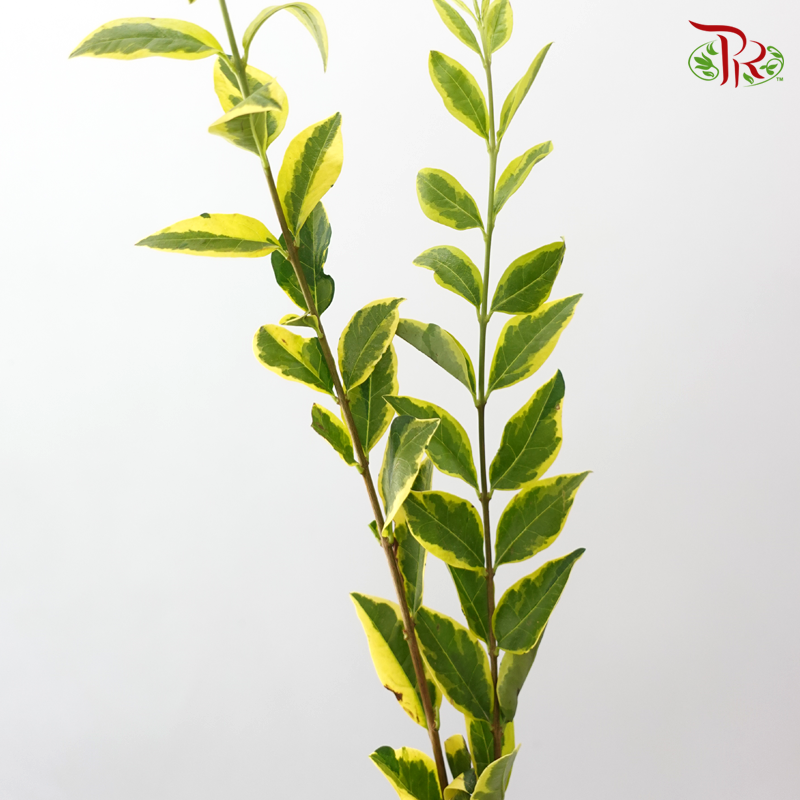 Weigela -