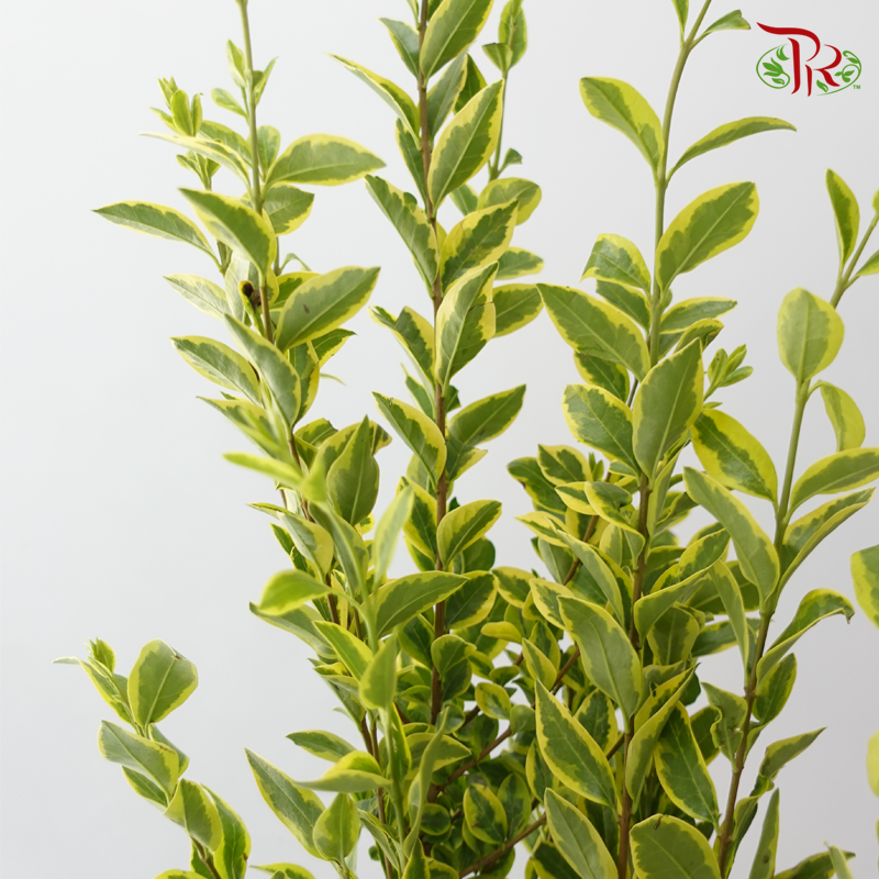 Weigela -