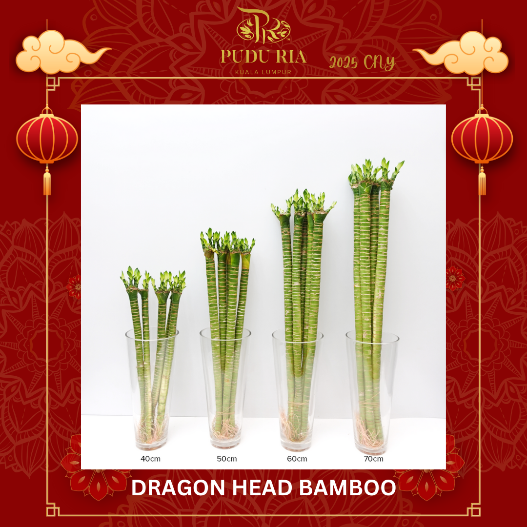 Dragon Head Bamboo《龍頭竹》 -