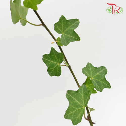 Ivy Leaf (Hedera) -