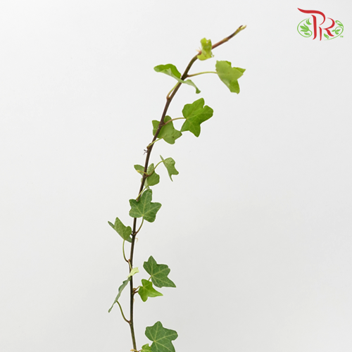 Ivy Leaf (Hedera) -