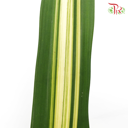 Pandan Leaf - Pandanus -