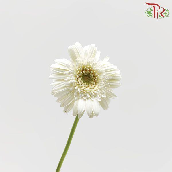 Gerbera -