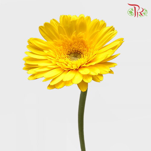 Gerbera -