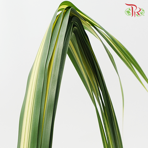 Pandan Leaf - Pandanus -