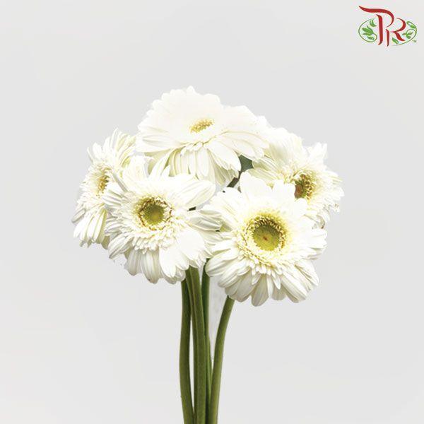 Gerbera -