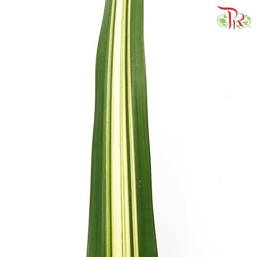Pandan Leaf - Pandanus -