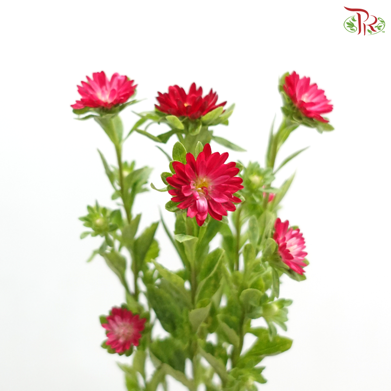 Mini Aster -