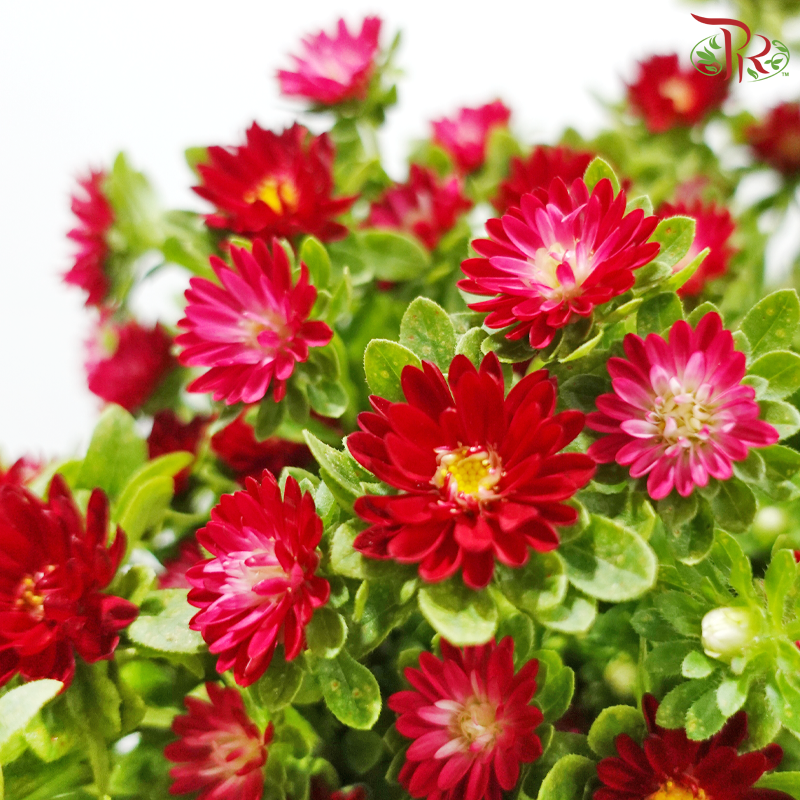 Mini Aster -