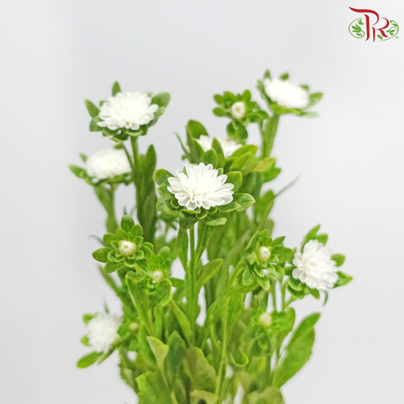 Mini Aster -