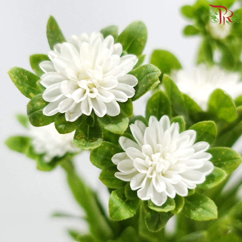 Mini Aster -