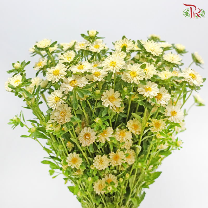 Mini Aster -