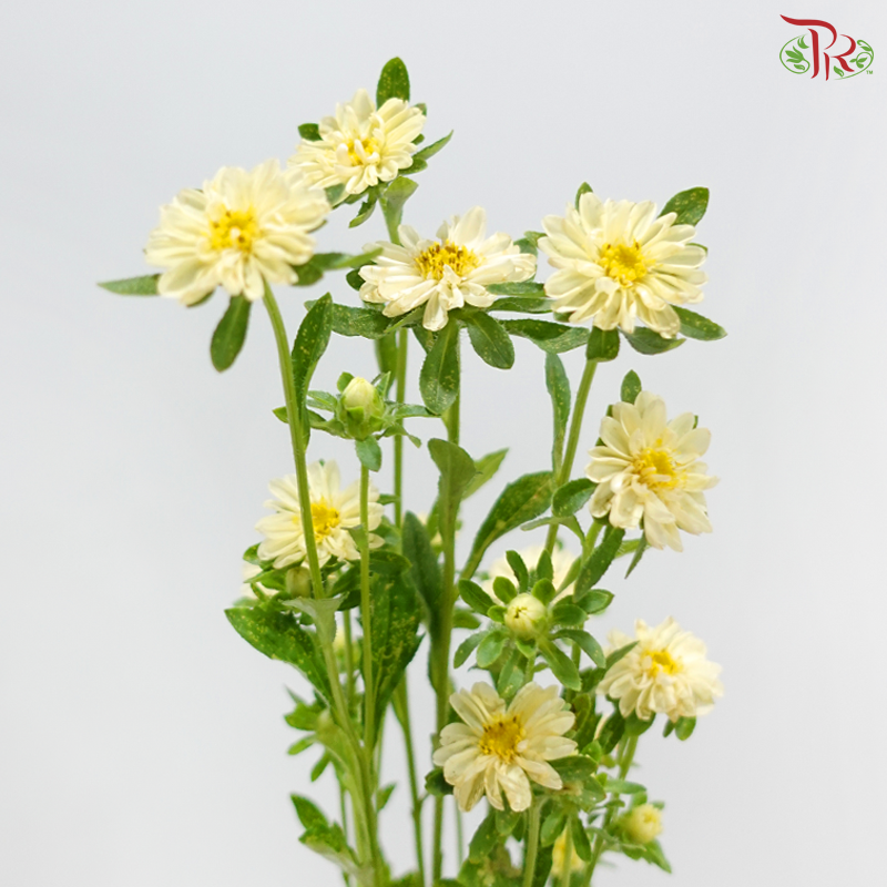 Mini Aster -