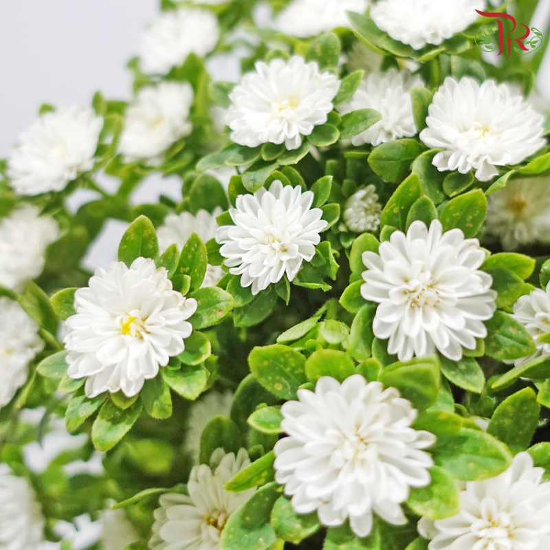 Mini Aster -