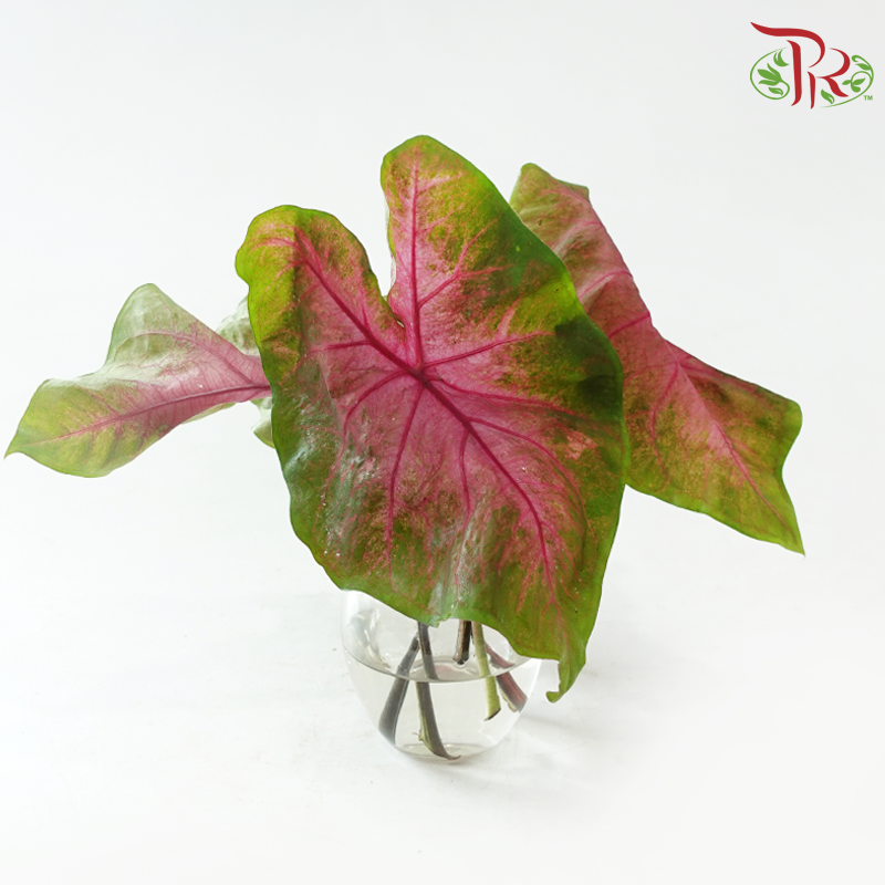 Caladium - Bicolor Red per bunch