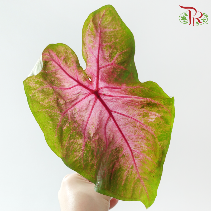Caladium -