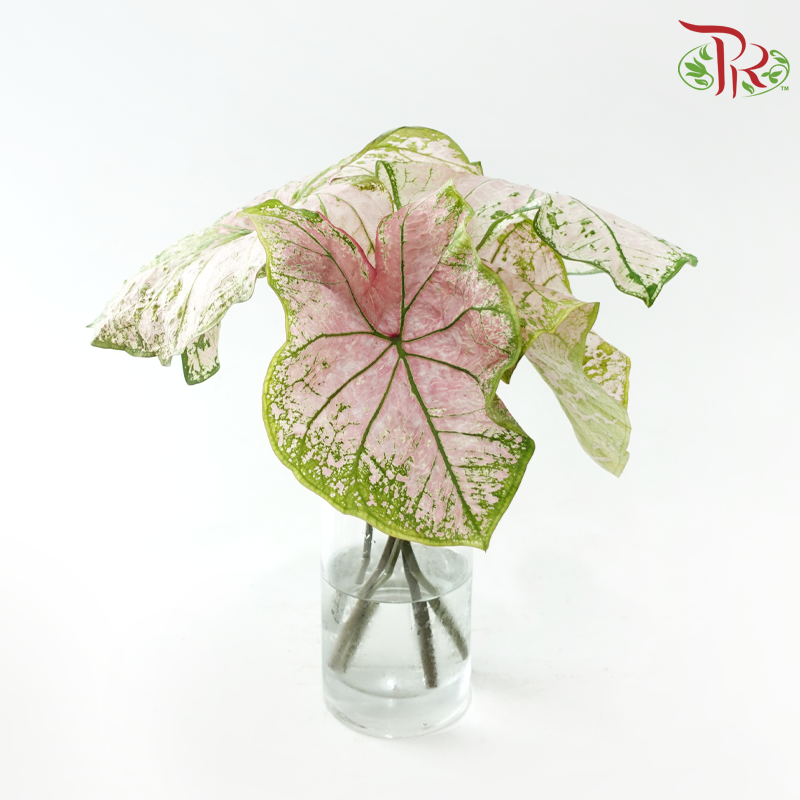 Caladium - Bicolor Light Pink per bunch