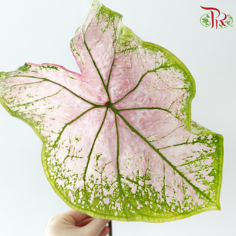 Caladium -