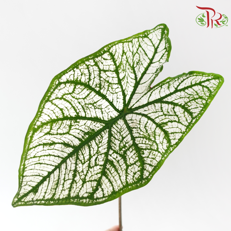 Caladium -