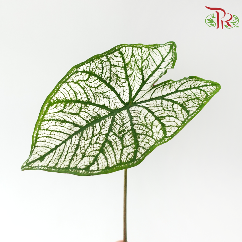 Caladium -