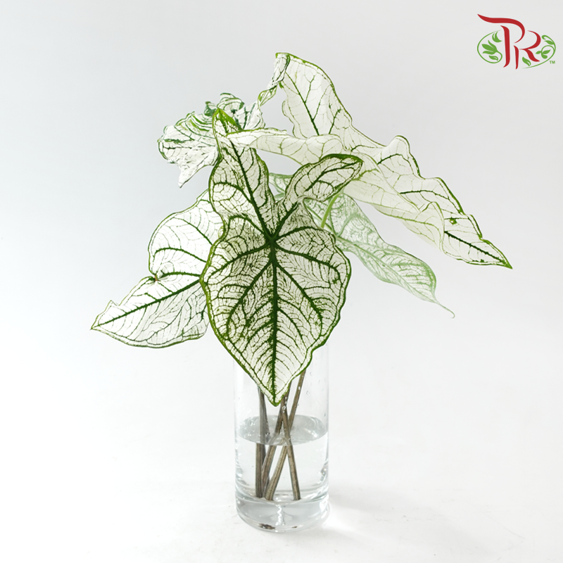 Caladium - White Christmas 3 stems