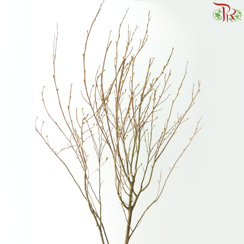 Eardrop Flowers《耳坠花》 -