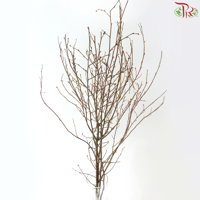 Eardrop Flowers《耳坠花》 -