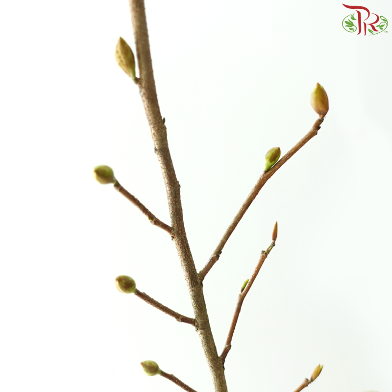 Eardrop Flowers《耳坠花》 -