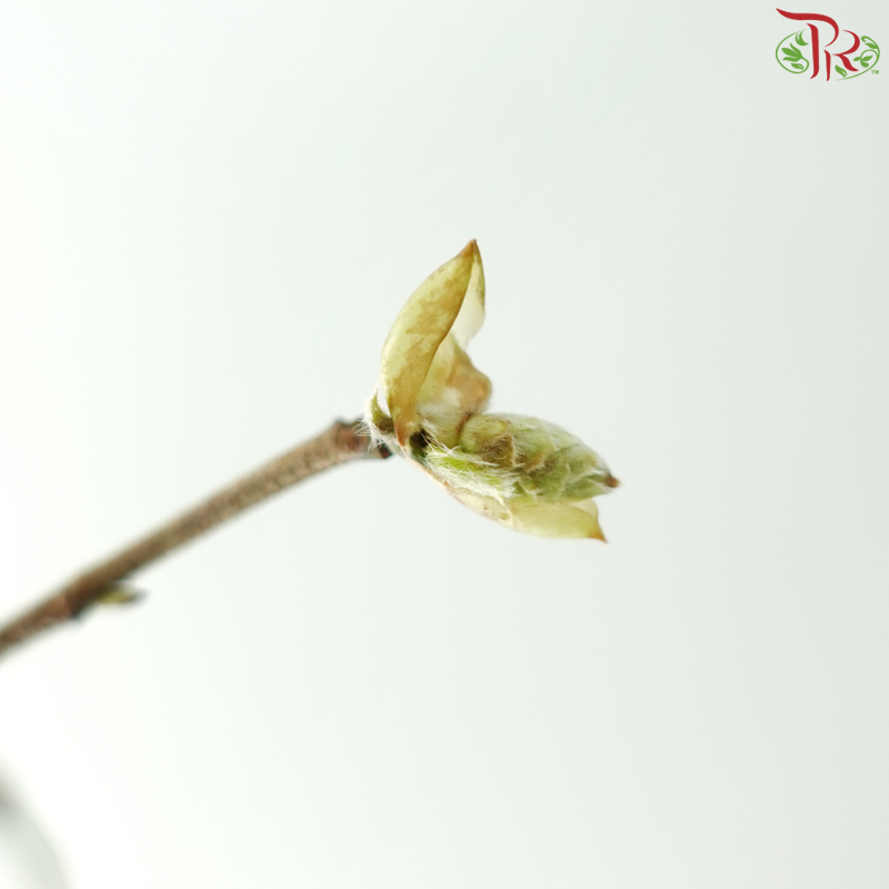 Eardrop Flowers《耳坠花》 -