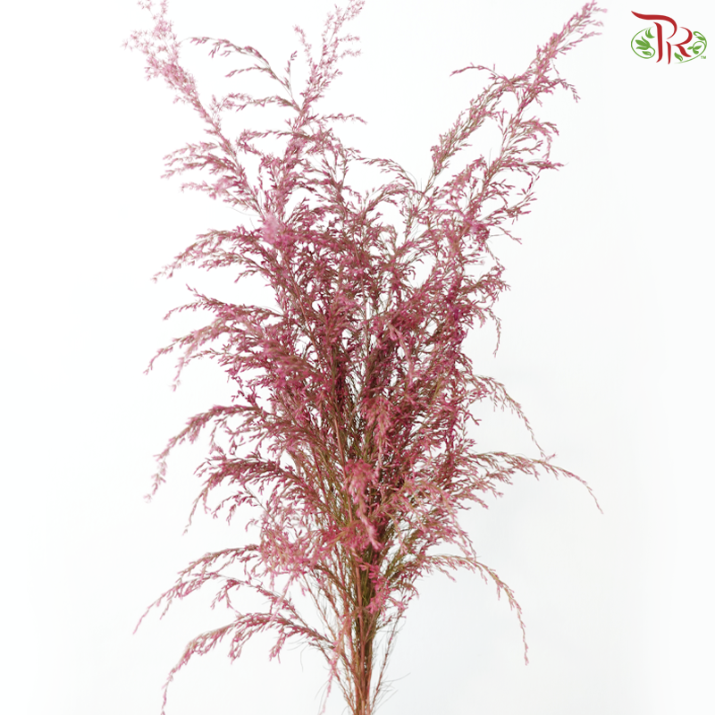 Eupatorium Dyed -