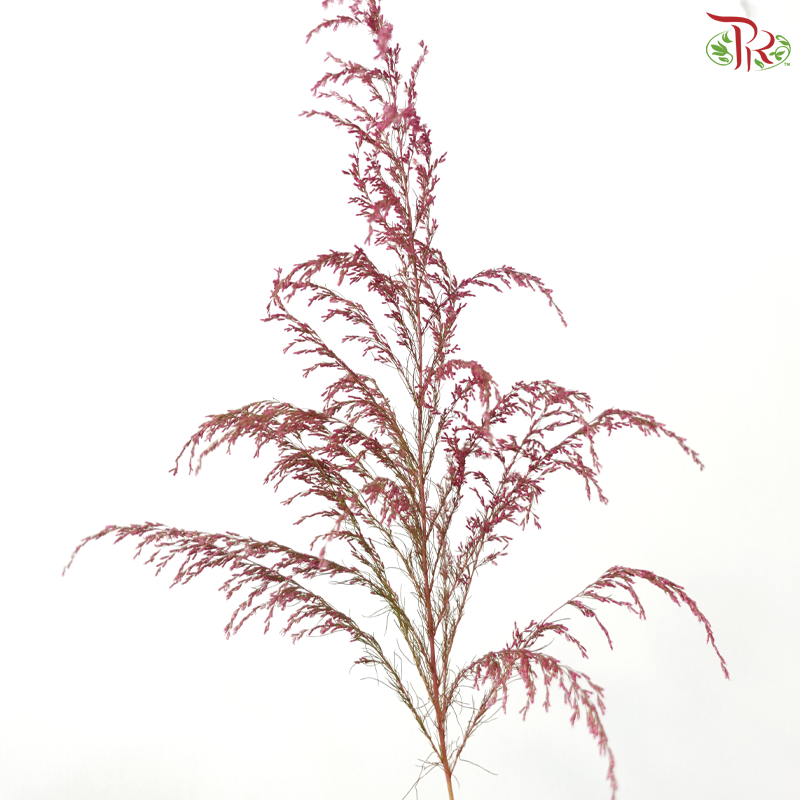 Eupatorium Dyed -