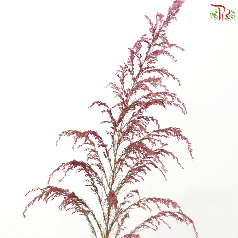 Eupatorium Dyed -