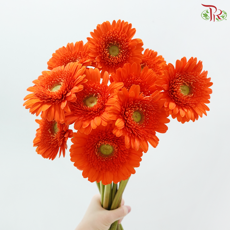 Gerbera -