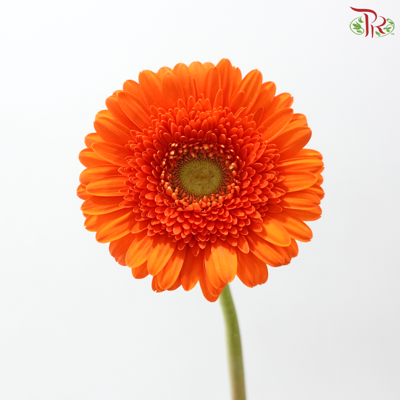 Gerbera -