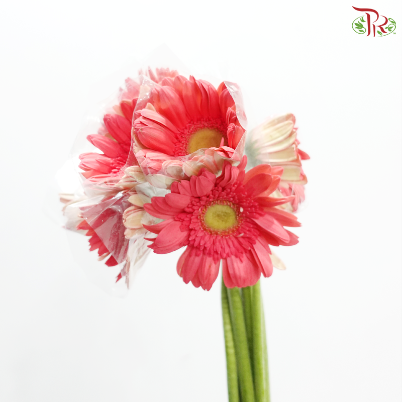 Gerbera -