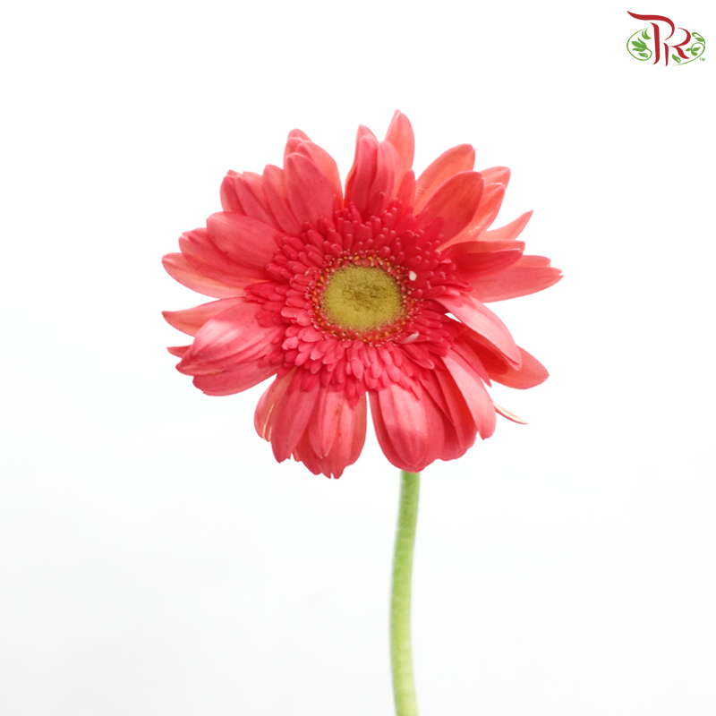 Gerbera -