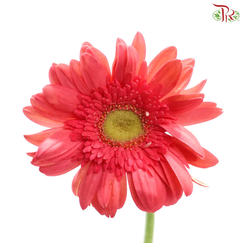Gerbera -