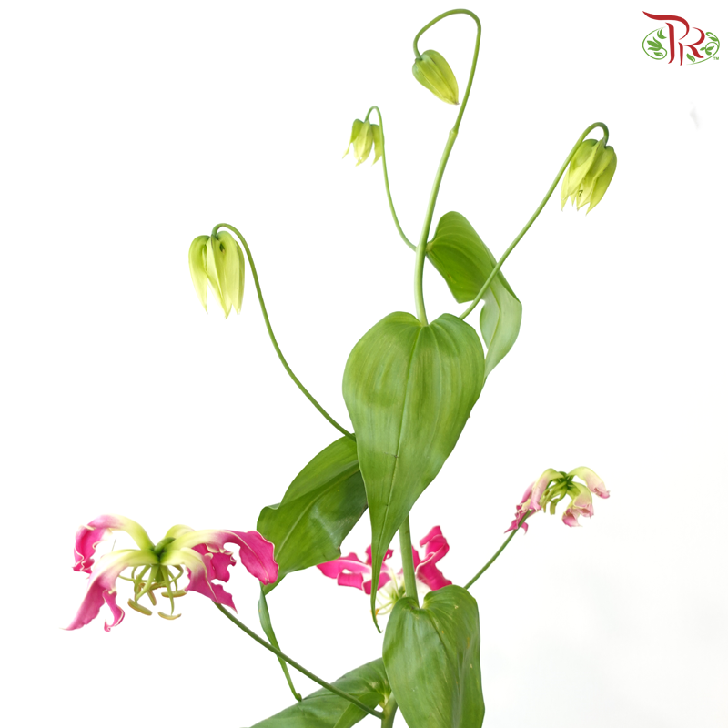 Gloriosa -