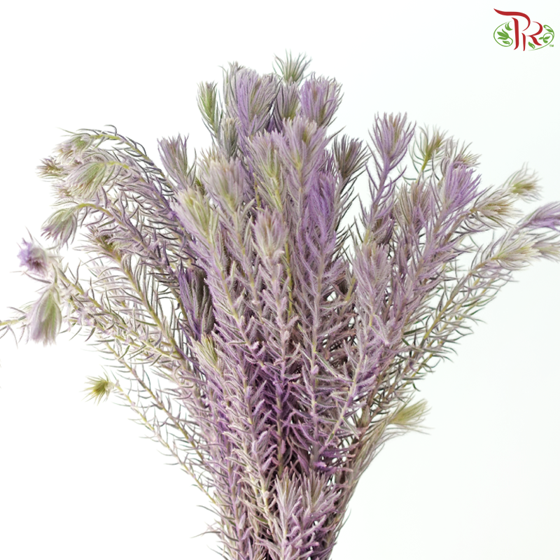 Spray Golden Goose -