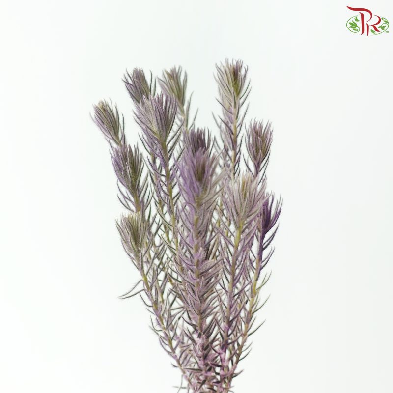 Spray Golden Goose -