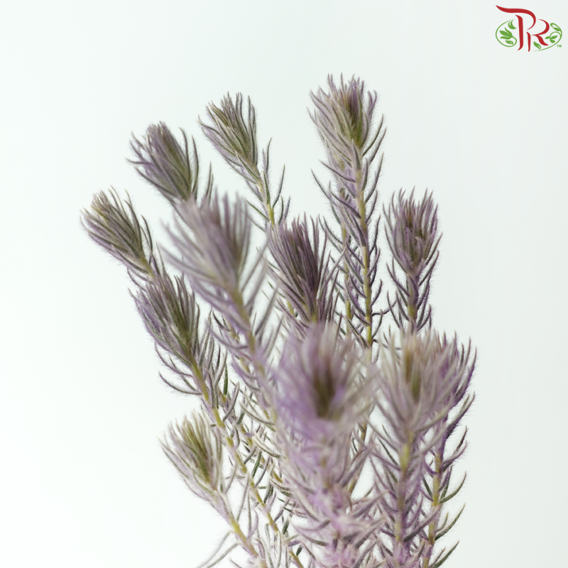 Spray Golden Goose -