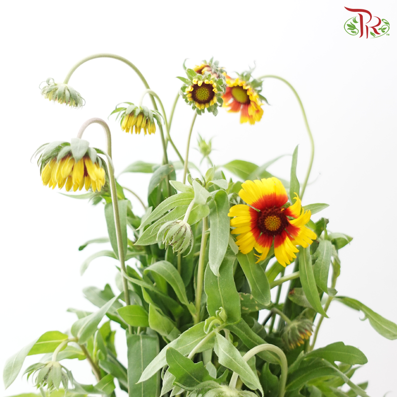 June Daisy -