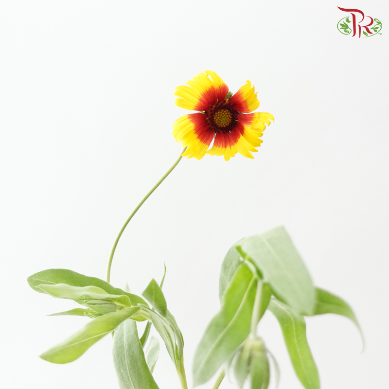 June Daisy -