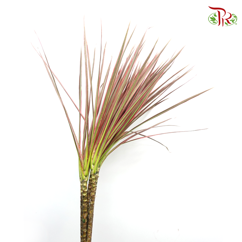 Marginata LeafGreen With Red Line -