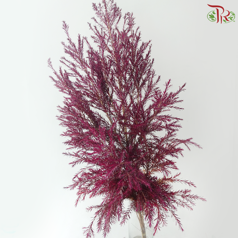 Melaleuca Gold Leaf -