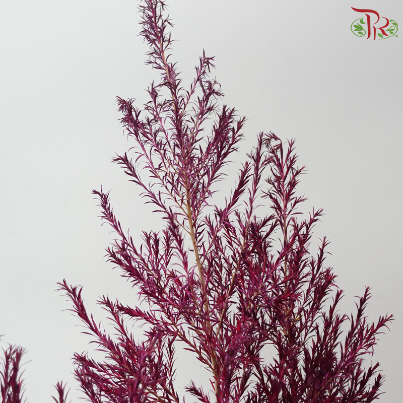 Melaleuca Gold Leaf -